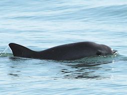 Además reforzarán las medidas de vigilancia en el polígono de protección de la vaquita marina. EFE / Semarnat