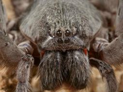 La nueva especie de araña fue bautizada con el nombre Califorctenus cacachilensis. ESPECIAL / www.sdnhm.org