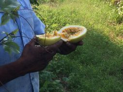 La maracuyá es la fruta que se come a sorbos al partir su cáscara semidura nos espera una pulpa color amarilla de textura gelatinosa. NTX / ARCHIVO