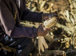 De los 76 mil productores de maíz en Jalisco, 25 mil está integrado a este esquema y sólo cinco mil producen maíz amarillo. EL INFORMADOR / ARCHIVO