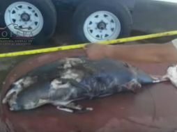 La vaquita marina fue encontrado a 20 kilómetros al noreste de San Felipe, Baja California. YOUTUBE / PROFEPA MX