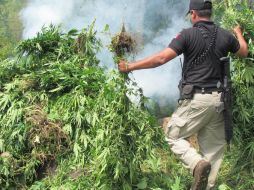 En el predio, los efectivos estatales destruyen por medio de incineración siete mil 500 plantas de mariguana. EL INFORMADOR / ARCHIVO