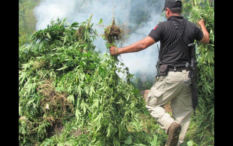 En el predio, los efectivos estatales destruyen por medio de incineración siete mil 500 plantas de mariguana. EL INFORMADOR / ARCHIVO