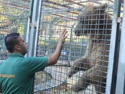 Señalan que el menor se introdujo en la jaula del oso para darle de comer, pero este le atacó y le arrancó la mano y parte del brazo. FACEBOOK / qalqilia park