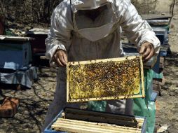 La producción de miel en Jalisco ronda las seis mil toneladas anuales. EL INFORMADOR / ARCHIVO