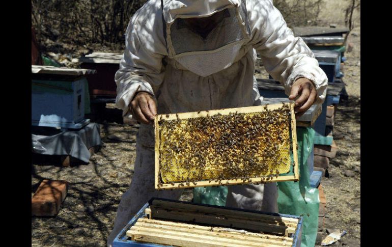 La producción de miel en Jalisco ronda las seis mil toneladas anuales. EL INFORMADOR / ARCHIVO