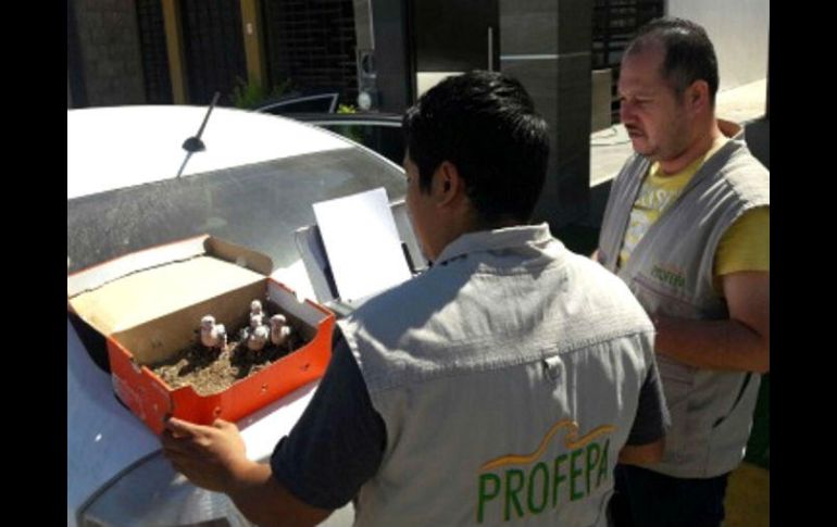 Una vez ubicado al vendedor se logró el rescate y aseguramiento de los cinco polluelos. NTX /  Profepa