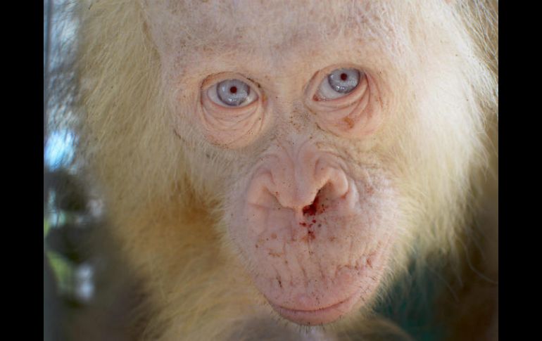 Los orangutanes son una especie en peligro de extinción. En Borneo, se estima que habitan unos 100 mil ejemplares. AFP /