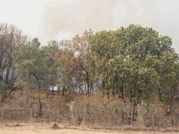 La quema de bosques ayuda a continuar con el cambio climático y el efecto invernadero. EL INFORMADOR / G. Gallo