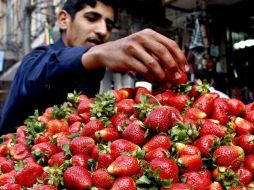 Las fresas son ideales para reducir los niveles de glucosa y prevenir la inflamación. Puedes comerlas frescas o congeladas. EFE / ARCHIVO