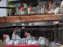 Se estima que hay unos 90 millones de gallinas en las granjas de Jalisco, por lo que es insignificante el sacrificio. EL INFORMADOR / ARCHIVO