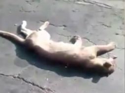 Descartan cualquier ataque en contra del ejemplar ya que encontraron un rastro del felino en una brecha aledaña a la carretera. YOUTUBE / PROFEPA MX