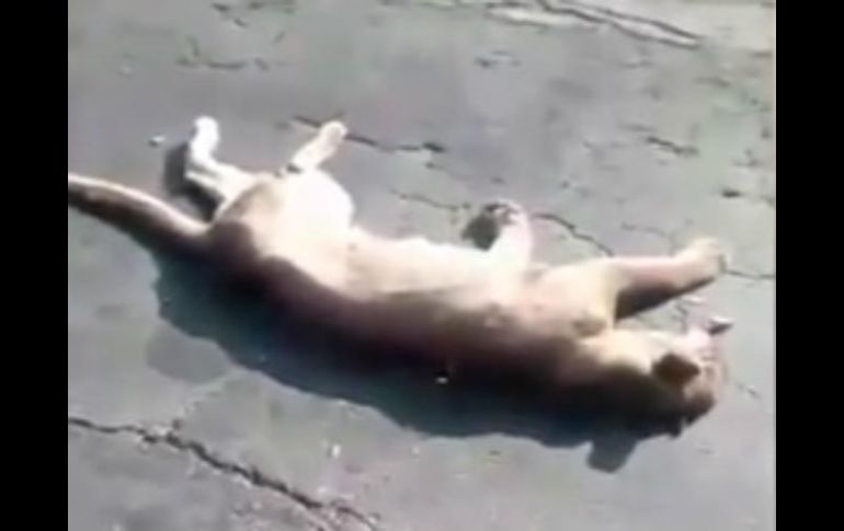 Descartan cualquier ataque en contra del ejemplar ya que encontraron un rastro del felino en una brecha aledaña a la carretera. YOUTUBE / PROFEPA MX