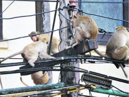 En la zona Norte del país es común que los monos destrocen el cableado de luz o internet. AFP /