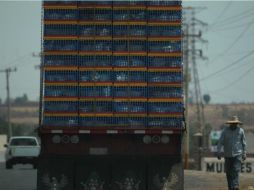 Tráiler con gallinas circula libremente en la carretera Tepatitlán-Yahualica. EL INFORMADOR / F. Atilano