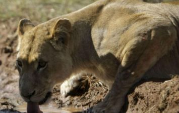 Estos son los Leones que defenderán - Leones del Escogido