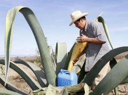 El aguamiel es un néctar dulce y natural que se origina del maguey, muchas veces rechazado por los mexicanos. NTX / ARCHIVO