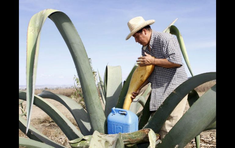 El aguamiel es un néctar dulce y natural que se origina del maguey, muchas veces rechazado por los mexicanos. NTX / ARCHIVO