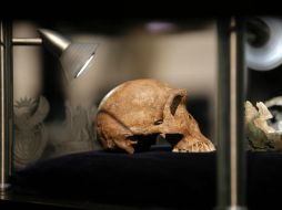 Homo naledi comparte varias características con algunos de los miembros más antiguos fósiles. AFP / G. Khan