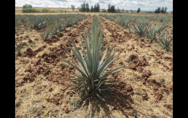 Afirman que no hay suficientes plantas para generar tequila. EL INFORMADOR / ARCHIVO