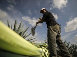 No todas las plantas que piensan usar los tequileros tienen la madurez necesaria para utilizarse en la bebida. EL INFORMADOR / ARCHIVO