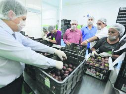 Productores. Se enviaron 800 kilogramos de pitayas que llegarán hasta California. ESPECIAL /