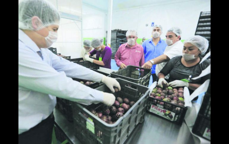 Productores. Se enviaron 800 kilogramos de pitayas que llegarán hasta California. ESPECIAL /