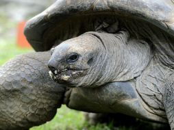 Las tortugas del desierto son una especie amenazada que a menudo pueden vivir unos 50 años en estado silvestre. EFE / ARCHIVO