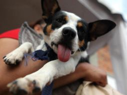 Las mascotas deben beber abundantes líquidos a temperatura ambiente, no fríos. EL INFORMADOR / ARCHIVO