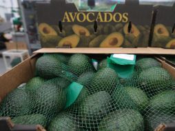 El acceso del aguacate jalisciense a EU fue negado a principios del año por incumplimiento de algunos trámites. EL INFORMADOR / ARCHIVO