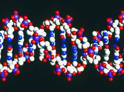 La información puede ayudar a los científicos a centrar sus estudios sobre genes para avanzar en el conocimiento de la inteligencia. EL INFORMADOR / ARCHIVO