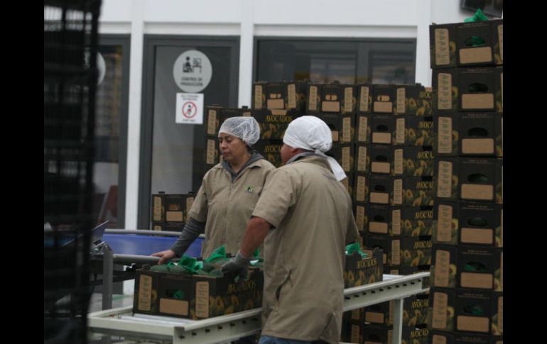 Por primera vez traen a la ciudad la totalidad de marcas, productos y servicios en la materia. EL INFORMADOR / M. Vargas