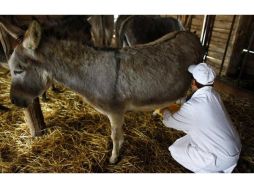 Para elaborar un kilo de queso se necesitan 25 litros de leche; una burra sólo da unos 20 litros de leche por año. ESPECIAL / Twitter