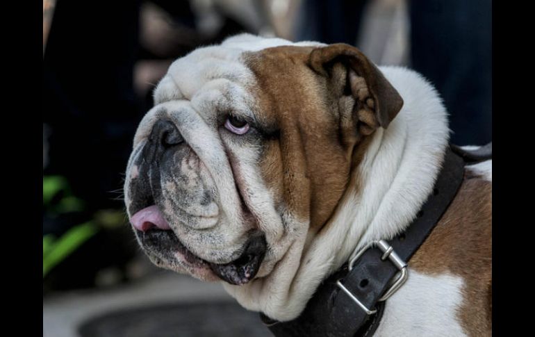 Salchichas, hamburguesas, galletas y hasta helado sólo ayudan a causar alteraciones en el metabolismo animal. EL INFORMADOR / ARCHIVO