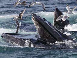 Las ballenas azules son los animales más grandes que han existido sobre la Tierra, con un promedio de 24 a 27 metros de longitud. AP / J. Scott