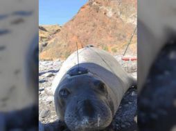 Actualmente habitan más de 11 mil ejemplares del elefante marino. EFE / CONAP