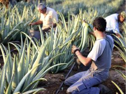 ¿Cómo podría un producto vegetal ser un anticonceptivo eficiente? Gracias a las moléculas de Pristimerin y Lupeol. EFE / ARCHIVO