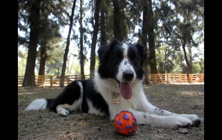 Los beneficios de tener una mascota es en especial para los menores, pues ayuda en su desarrollo psicomotriz. EL INFORMADOR / ARCHIVO