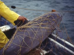 La vaquita marina se ha visto afectada por el uso de redes de enmalle lanzadas por los pescadores en el Golfo de California. AFP / ARCHIVO