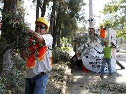 ''Las podas radicales en los árboles que tiene muérdago son las que mejor dan resultado'', aseguran. EL INFORMADOR / ARCHIVO