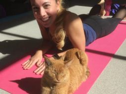 Diversos centros de yoga en conjunto con refugios de animales, han hecho mancuerna para implementar la idea. ESPECIAL / Good Mews