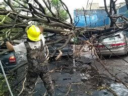 Bomberos cortan con sierras el árbol que cayó sobre un auto en avenida Mariano Otero. ESPECIAL / Bomberos de Guadalajara