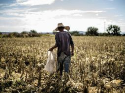 Los precios de las actividades primarias registraron un alza mensual de 1.96 por ciento y los de las secundarias de 0.01 por ciento. EL INFORMADOR / ARCHIVO