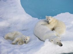 Los osos polares tienen que gastar más calorías para quedarse en su hábitat preferido. EFE / ARCHIVO