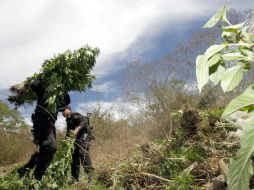 En el predio, los elementos estatales, destruyen por incineración 20 mil plantas de mariguana y 45 kilos 110 gramos del estupefaciente. EL INFORMADOR / ARCHIVO