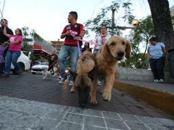 Exhortan a las personas a reconocer cuando su animal de compañía tiene obesidad o sobrepeso. EL INFORMADOR / ARCHIVO