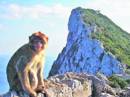 Un orgulloso Macaca sylvanus posa frente al peñón de Gibraltar. EL INFORMADOR / P. Fernández Somellera