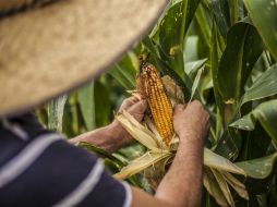 El maíz es uno de los productos que no pueden faltar en la mesa de las personas, y como alimento para el ganado. EL INFORMADOR / ARCHIVO