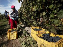 Tras el acuerdo del clima de París, varios viticultores han tomado iniciativas para actuar contra el cambio climático. NTX / ARCHIVO