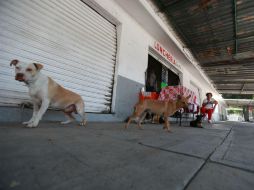 Así lucen los locales del Mercado Obreros de Cananea, en Zapopan. EL INFORMADOR / F. Atilano